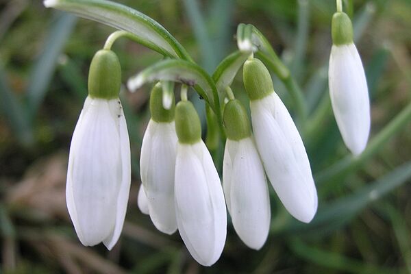 Schneeglöckchen