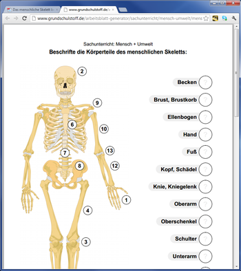Arbeitsblatt Aufbau Skelett