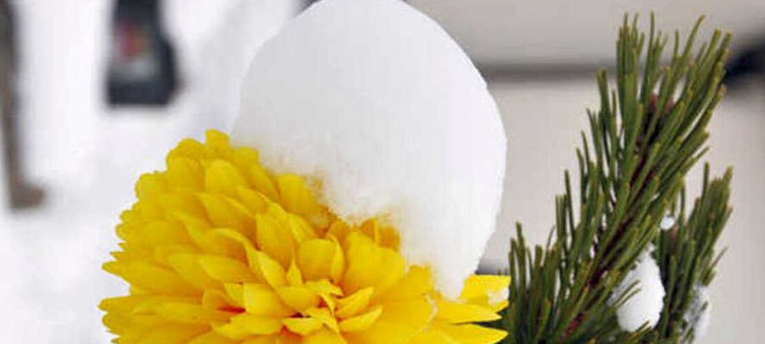 Adventgedanke 15: Aus-halten Schneehaube auf Blume