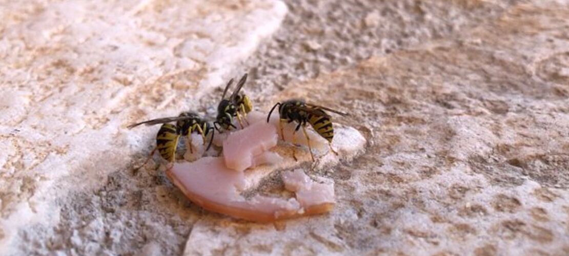 Adventgedanke 7: Teilen Wespen