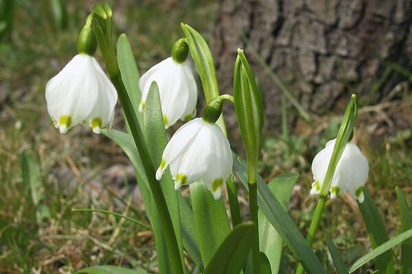Frühlingsknotenblume