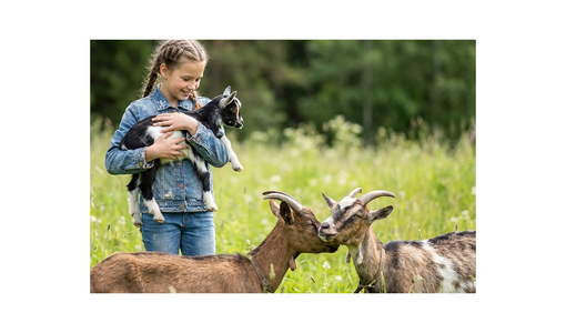 Mädchen hält ein Zicklein auf einer Wiese, während zwei Ziegen vor ihr stehen.