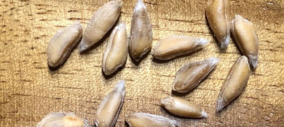 Adventgedanke: Verborgene Lebenskraft Emmer