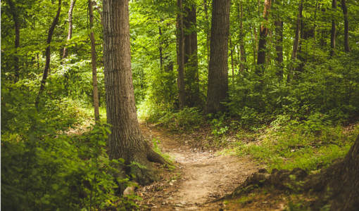 Wald mit kleinem Waldweg