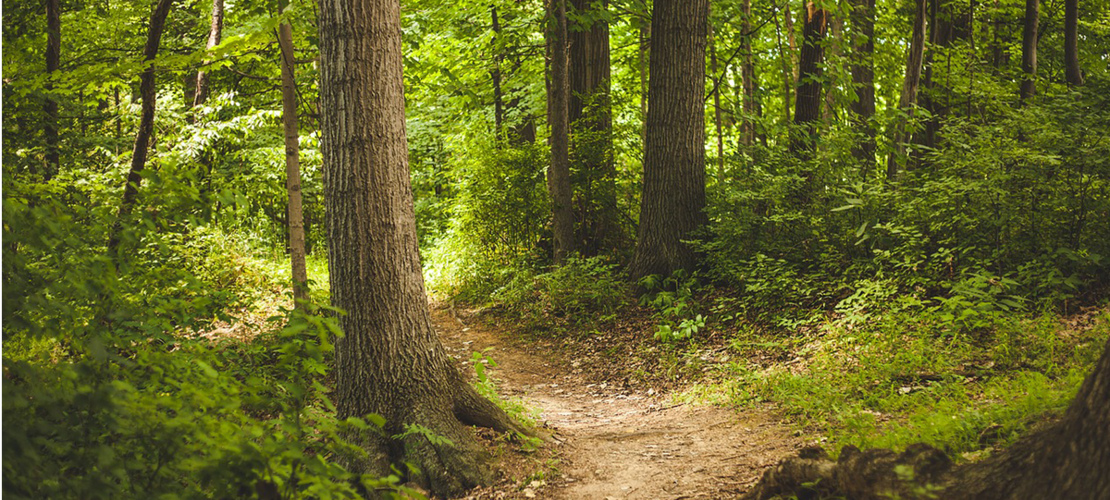 Wald mit kleinem Waldweg