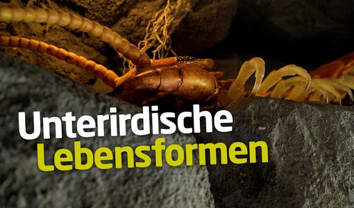 Unterirdische Lebensformen im Bodencubus