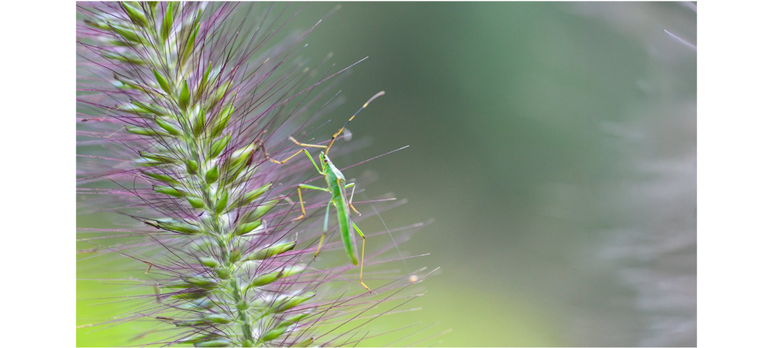 Grüne Wanze sitzt auf einer Ähre, im Hintergrund unscharfe Natur.