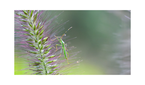 Grüne Wanze sitzt auf einer Ähre, im Hintergrund unscharfe Natur.